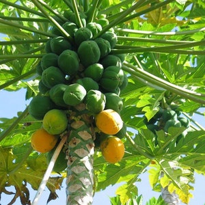 DIRECT FROM HAWAII Papaya Seeds - Plant your own Fruit Tree