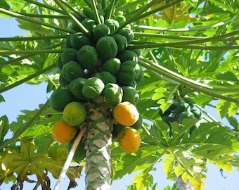 DIRECT FROM HAWAII Papaya Seeds - Plant your own Fruit Tree - Tropical Gardening - Free Shipping - Easy to grow -