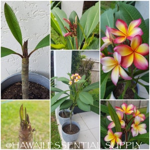 DIRECT FROM HAWAII Plumeria Tree Cutting, Exotic Colorful Fragrant Tropical Flower Plant