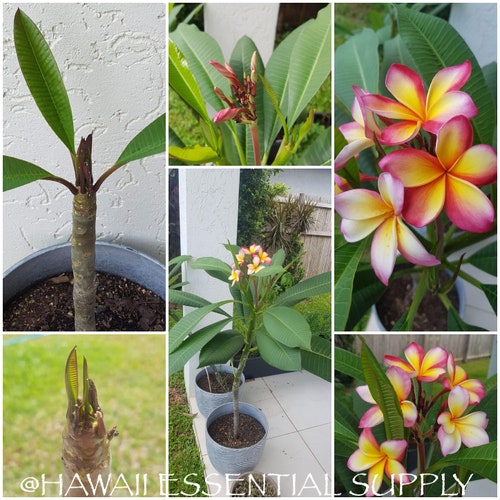 Fresh DIRECT FROM HAWAII Plumeria Tree Cutting, Exotic Colorful Fragrant Tropical Flower Plant