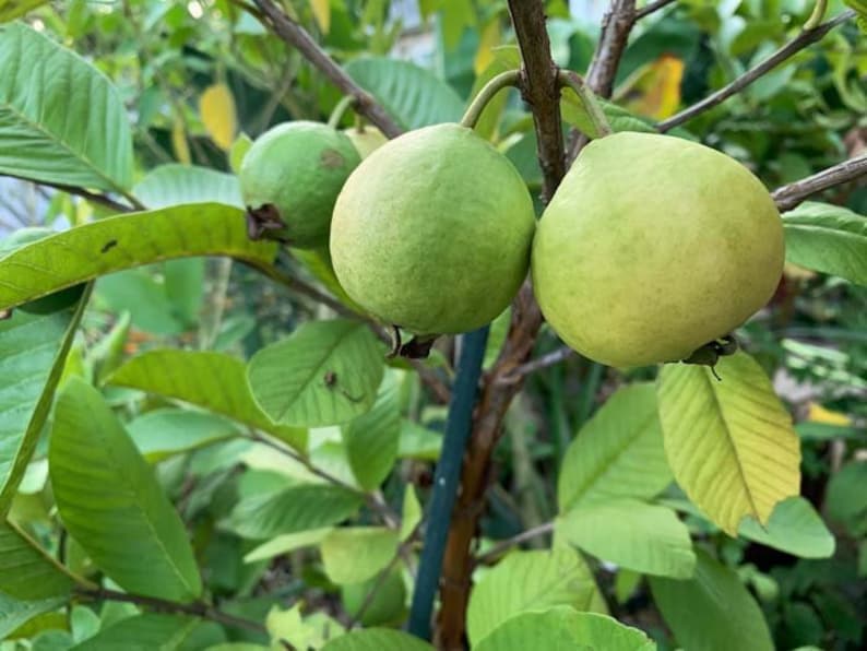 May include: Close-up of a guava tree branch with three guavas. The guavas are round, with a green to yellow gradient. The leaves are a vibrant green, and the background is blurred.