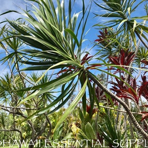 DALLE HAWAII! - Talee di Dracaena Marginata - Albero del drago del Madagascar - Giardinaggio tropicale - Facile manutenzione - Albero dei soldi - Esotico - Hawaiano