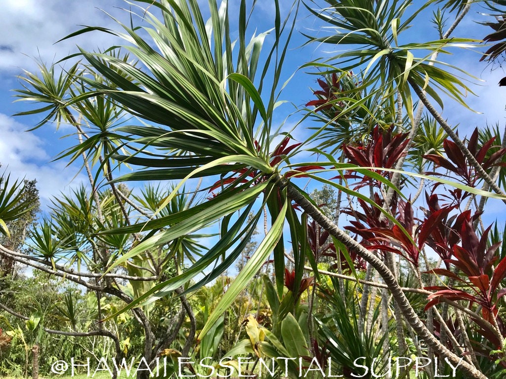 FROM HAWAII! - Dracaena Marginata Cuttings - Madagascar Dragon Tree -  Tropical Gardening - Easy Care - Money Tree - Exotic - Hawaiian - Etsy