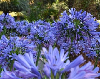 U.K Agapanthus ‘Northern Star’ 9cm National Collection Holder.