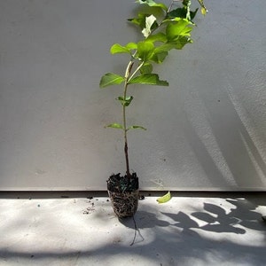 May include: A young plant with vibrant green leaves and a slender brown stem. The plant is rooted in a compact, exposed root ball. The background is a light-colored wall and floor, with shadows cast by the plant's leaves.