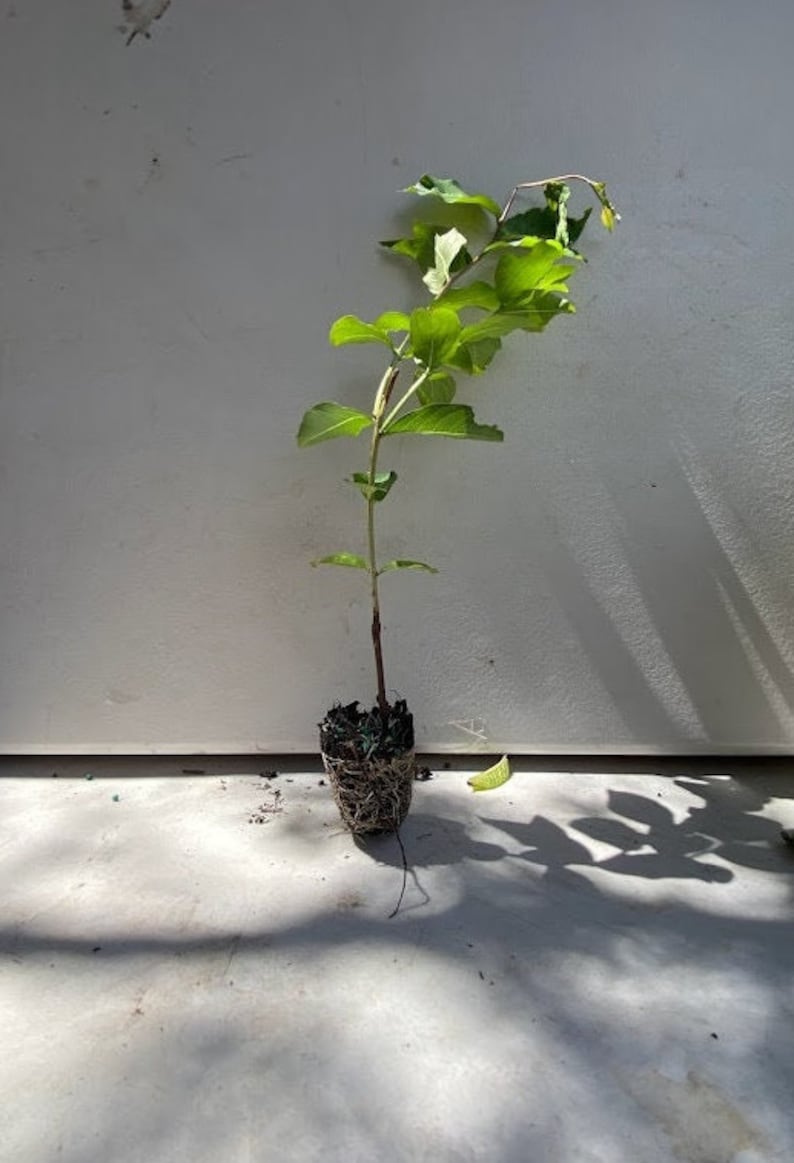 May include: A young plant with vibrant green leaves and a slender brown stem. The plant is rooted in a compact, exposed root ball. The background is a light-colored wall and floor, with shadows cast by the plant's leaves.