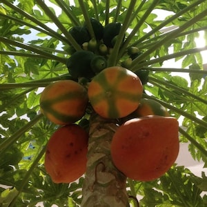 May include: A papaya tree with several ripe papaya fruits hanging from the branches. The papaya fruits are orange and yellow with green leaves in the background.