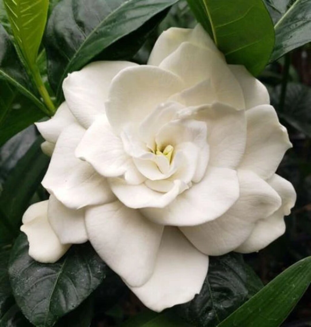 Gardenia Belmont HUGE BULK SALE read Description Etsy