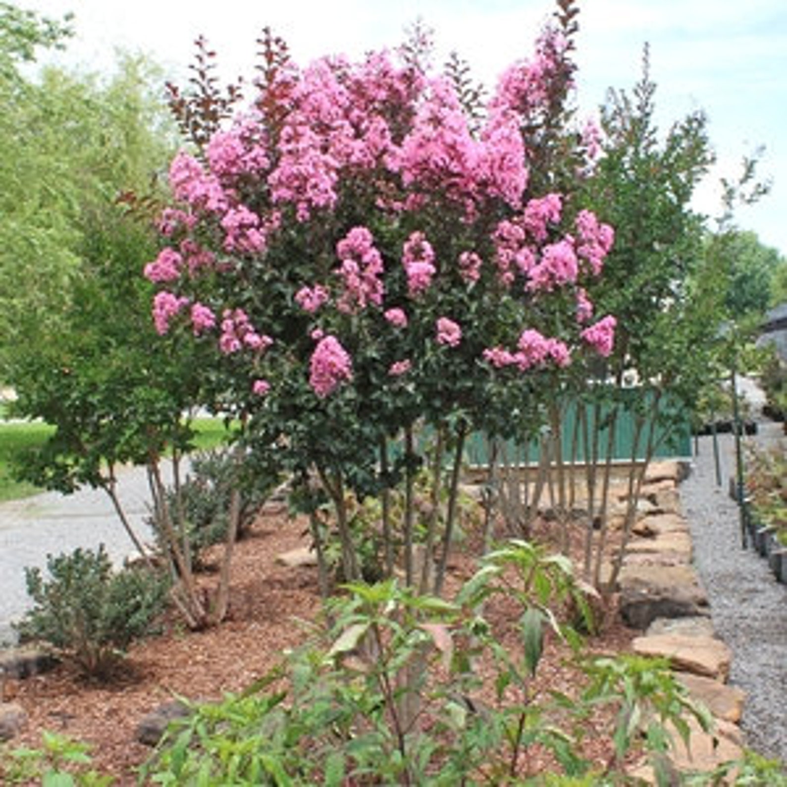 Crape Myrtle Rhapsody in Pink light Pink BULK SALE Etsy