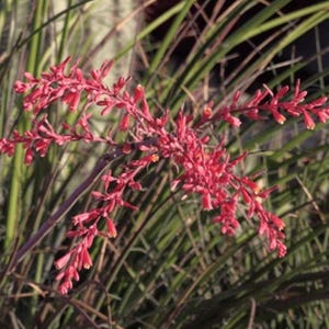 Red Yucca Hesperaloe Parviflora | Drought Tolerant Plant | Bulk Sale