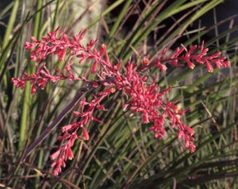 Red Yucca Hesperaloe Parviflora | Drought Tolerant Plant | Bulk Sale