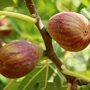 Olympian Fig Tree | Cold Hardy, Delicious Fruit, Heirloom Variety | Bulk Sale