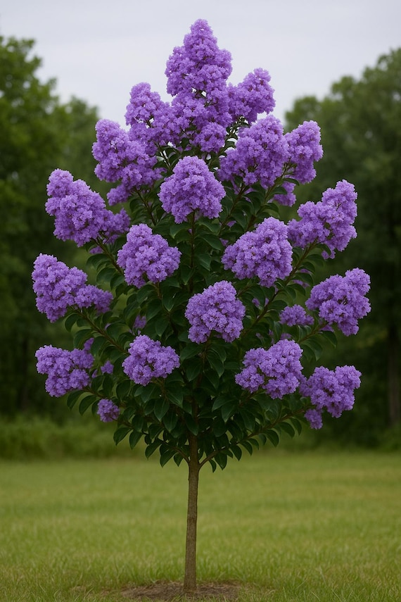 Muskogee Crape Myrtle | Lavender Blooms, Fast Growing Tree | Bulk Sale