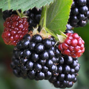 Apache Blackberry Plant | Delicious Sweet Berries | Bulk Sale