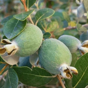 Pineapple Guava Plant | Edible Flowers and Tropical Fruit | Bulk Sale