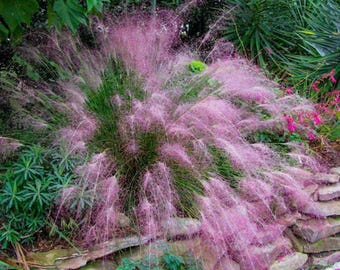 Muhly Grass Border Plant | Pink Blooms, Fast Growing, Green Foliage, Groundcover, Drought Tolerant | Bulk Sale