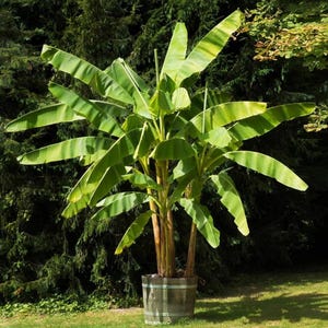 Musa Dwarf Cavendish Banana | BULK SALE
