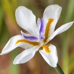 May include: A close-up of a white flower with six petals. The flower has a purple and yellow center. The petals are white with a slight texture. The background is blurred green and yellow.