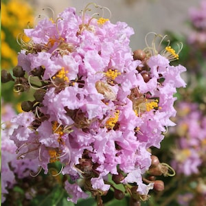 May include: Close-up of a cluster of light purple crepe myrtle flowers with yellow stamens. The flowers have a ruffled texture and are in full bloom, with some buds visible. The background is blurred, highlighting the floral details.