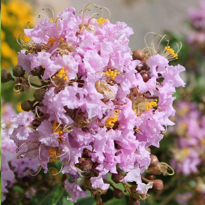 May include: Close-up of a cluster of light purple crepe myrtle flowers with yellow stamens. The flowers have a ruffled texture and are in full bloom, with some buds visible. The background is blurred, highlighting the floral details.