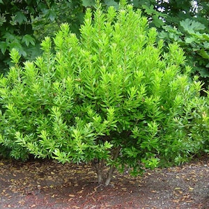 May include: A vibrant green shrub with dense, slender leaves. The plant has a full, rounded shape and is set against a backdrop of darker green foliage and brown mulch. The bright green color suggests a healthy, thriving plant.
