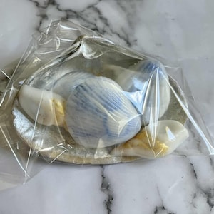 May include: A collection of smooth, polished seashells featuring white and blue striped patterns, resting inside a larger, iridescent silver-toned clam shell. The entire set is encased in a clear, transparent plastic wrapping for protection.