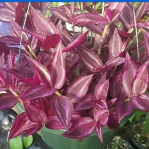 Tradescantia Burgandy ( Inch Plant ) Cuttings