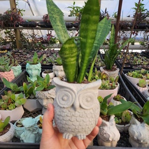 May include: A small, gray owl-shaped planter holding a snake plant with green and yellow striped leaves. The planter is made of concrete and has detailed feather and eye features. Other planters with succulents are visible in the background.