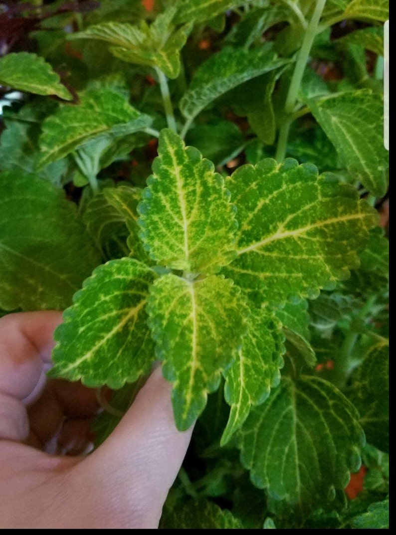 Electric Lime Green Coleus 3 Cuttings enracinés | Etsy