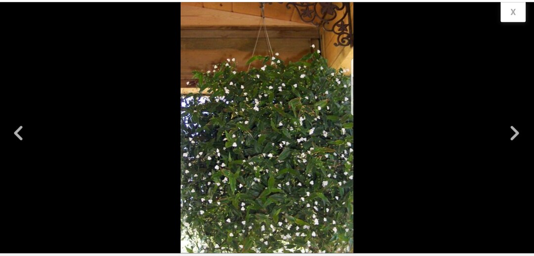 Tahitian Bridal Veil Cuttings Around 6 Inches Long Etsy