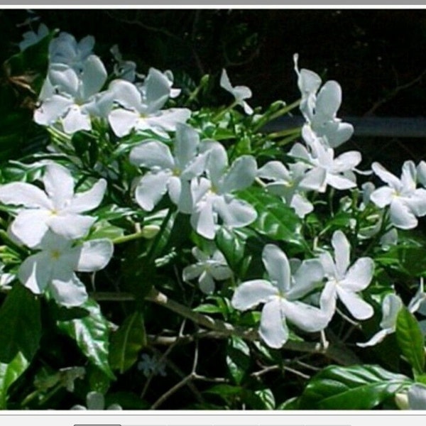 Jasmine Plant Etsy