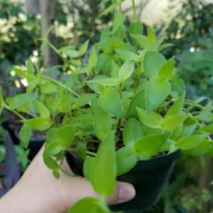 Tradescantia Fluminensis cuttings