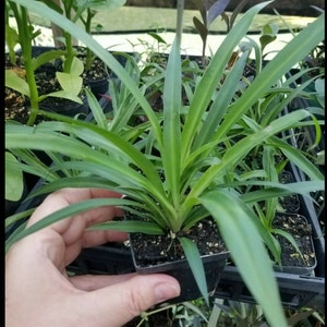 Green Spider/Air Plane Plant