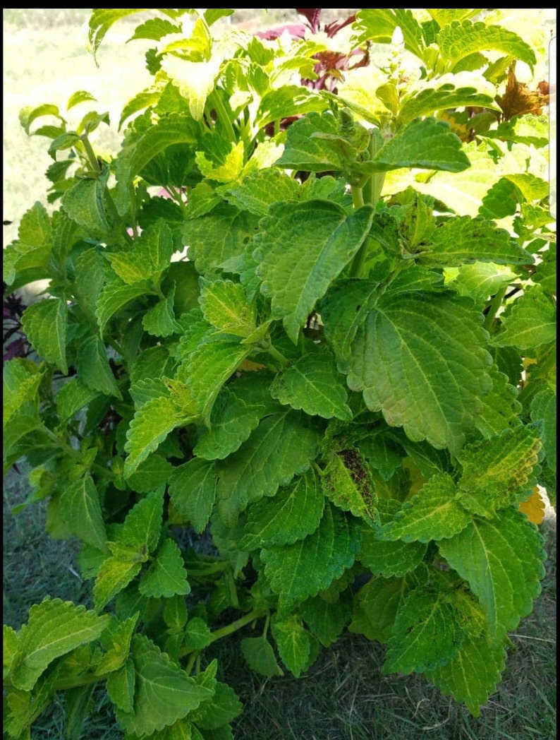 Electric Lime Green Coleus 3 Rooted Cuttings - Etsy