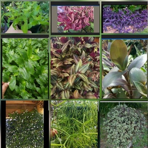 My 9 Wandering Jew Collection 3 Cuttings of each 27 Cuttings altogether