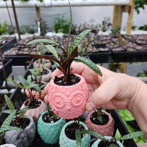 May include: A collection of small potted plants in owl-shaped planters. The planters are painted in various colors, including pink, blue, and green. The plants are green with white spots.