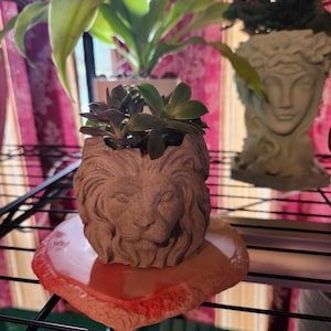 Concrete Lion Planter