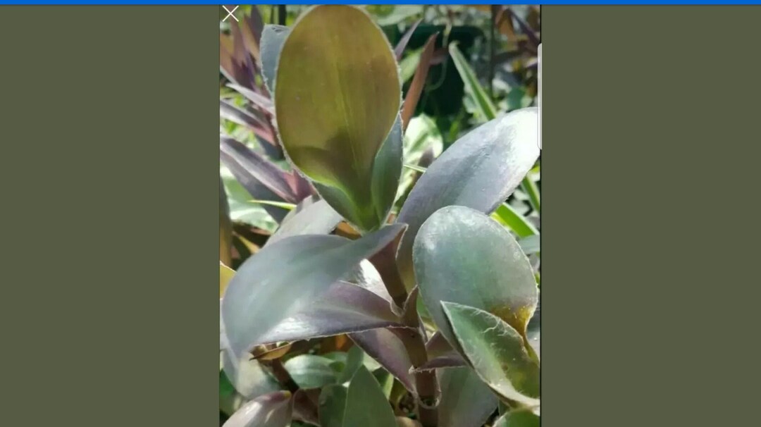 Rare Fuzzy Purple Wandering Jew Rooted Cuttings - Etsy