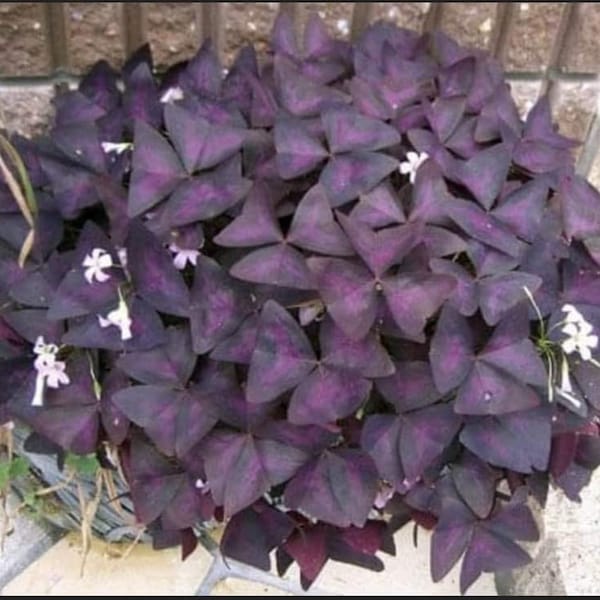 Oxalis Purple Shamrock Clover Bulb Cluster