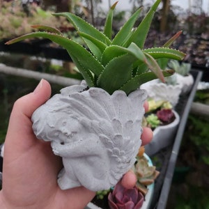 May include: A small, gray concrete planter shaped like an angel holding a succulent plant with green leaves. The planter is being held in a person's hand.