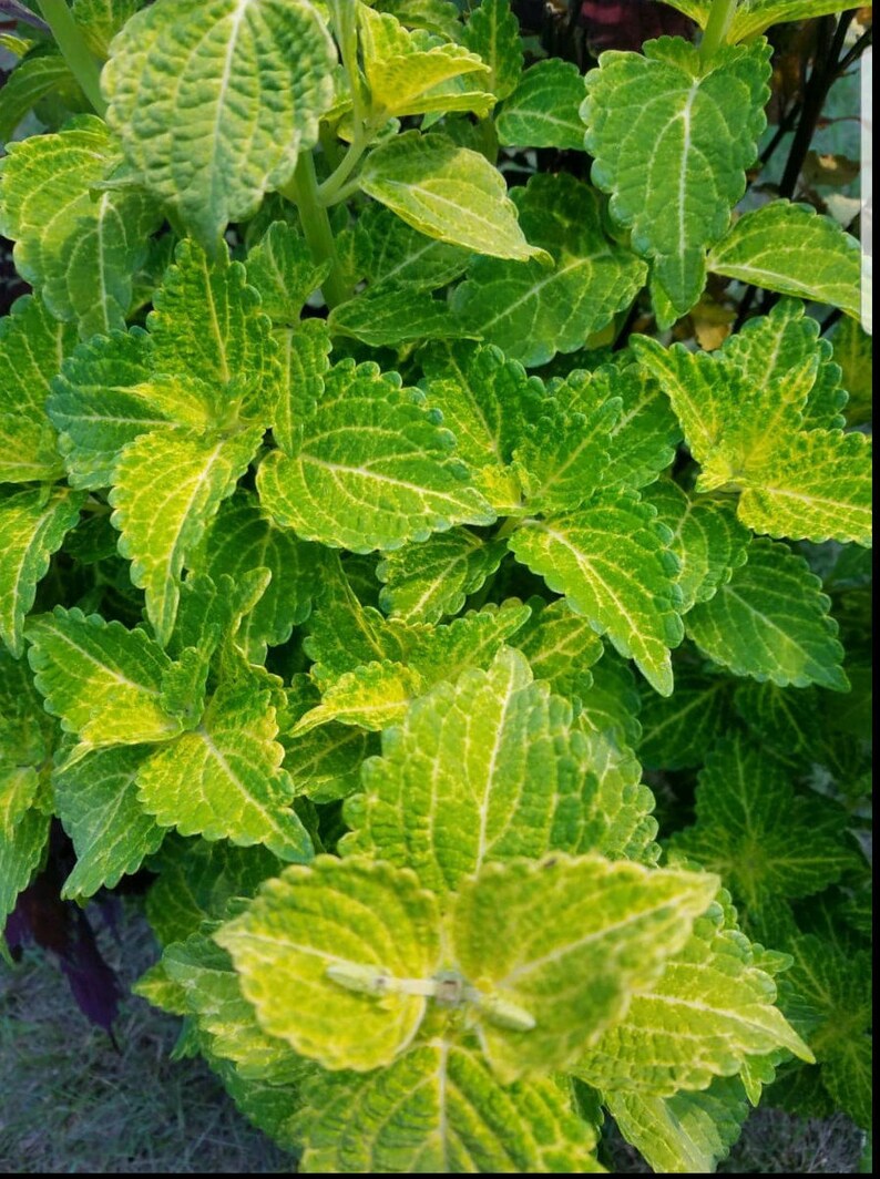 Electric Lime Green Coleus 3 Rooted Cuttings - Etsy