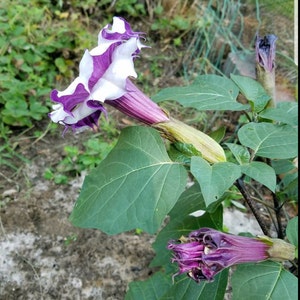 Double Purple Angel Trumpet 10 Seeds