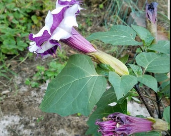 Double Purple Angel Trumpet Seeds