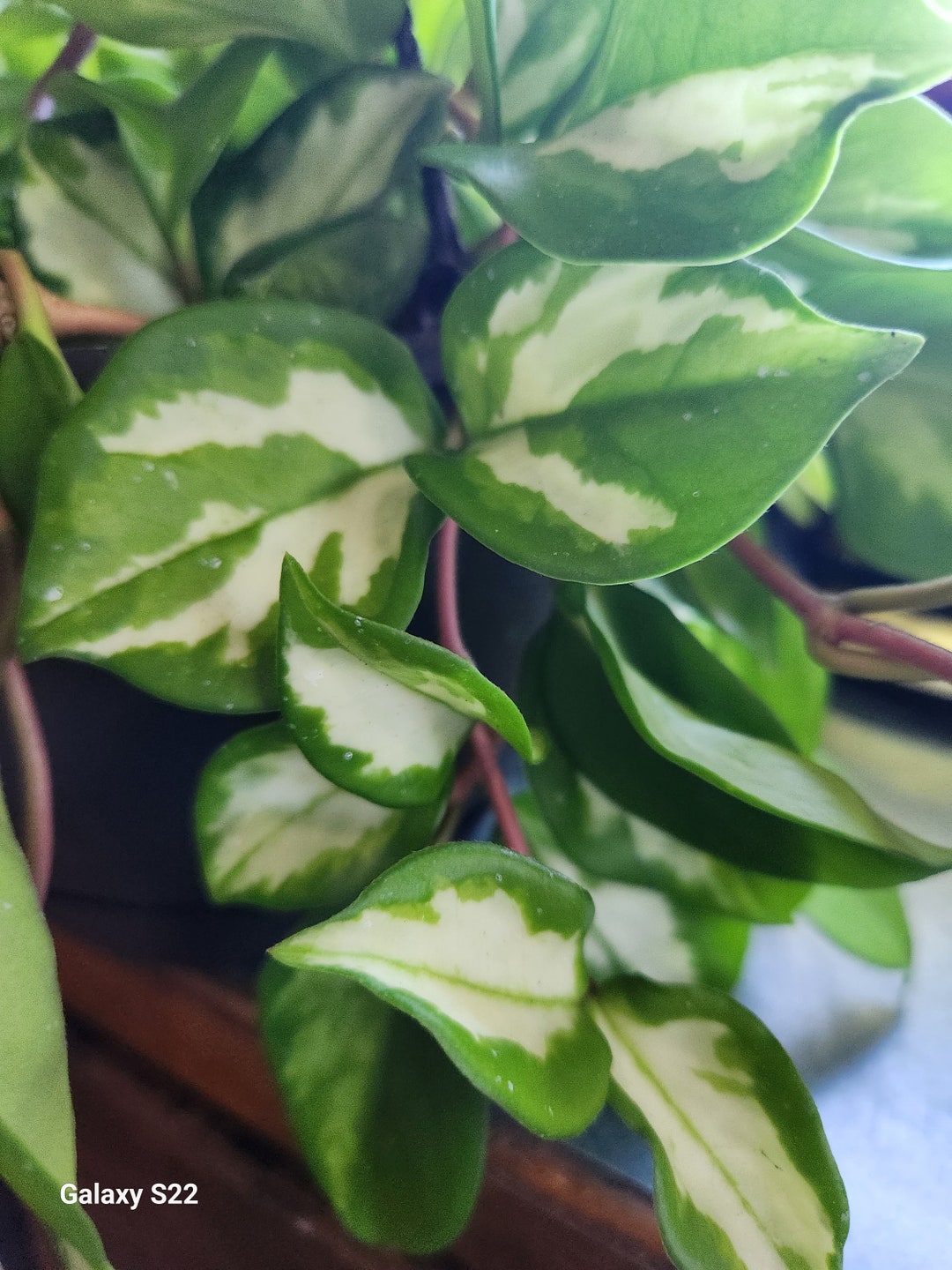 Rubra Wax Plant Cutting Etsy