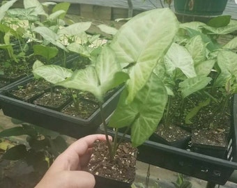 Arrowhead Plant 'White Butterfly' 1 Bare Root Rooted Plant