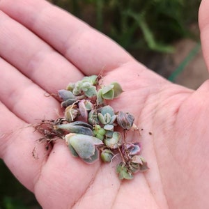 20 Baby Succulents
