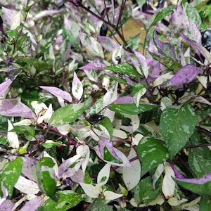 Varigated Pimiento Pepper seeds