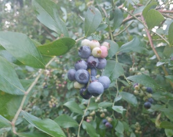 50+ High Bush Blueberry seeds