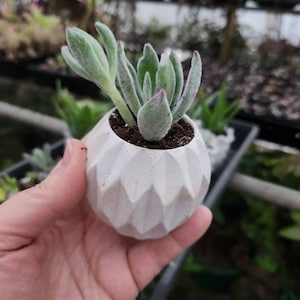 Small Geometric Concrete Planter/Bulk Sale