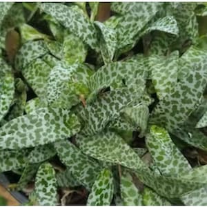 Silver Squill &quot;Ledebouris socialis&quot; -2 inch Pot